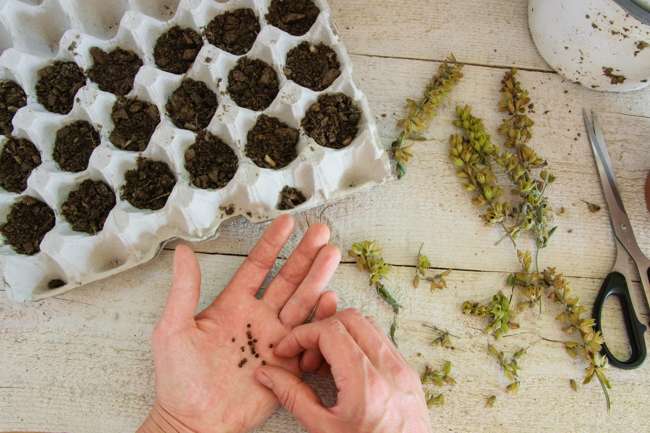 Top 21 Seed Starting Supplies: From the Basics to the Bougee