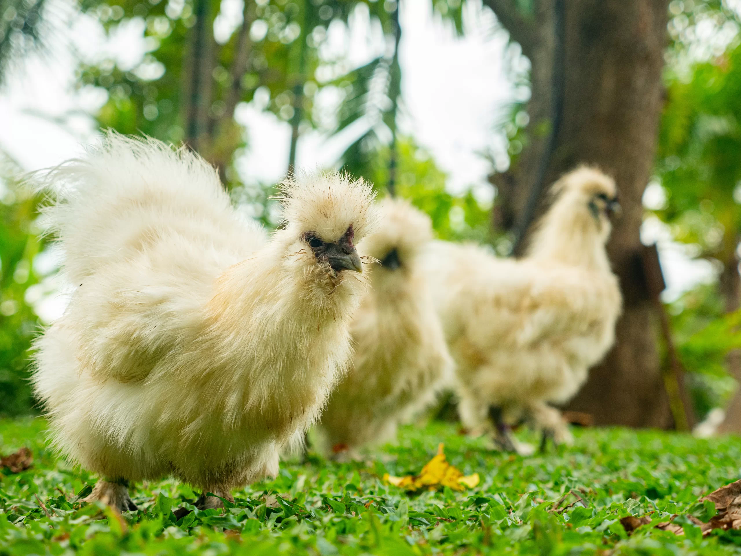Ultimate Guide to Feeding Silkies: What Do They Eat